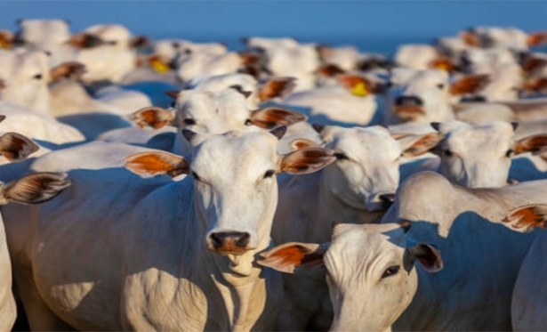 Criadores de gado em Paracatu so condenados a recuperar danos ambientais em fazendas