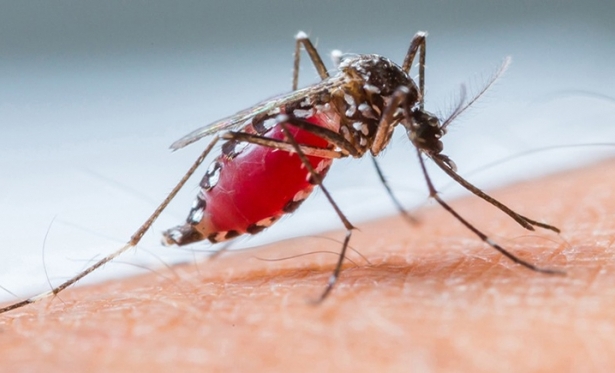 Paracatu j tem quase mil casos provveis de dengue. Zika e Chikungunya tambm crescem na cidade